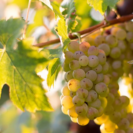 Raisin - Vendanges
