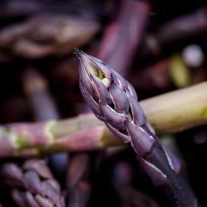 Asperges violettes