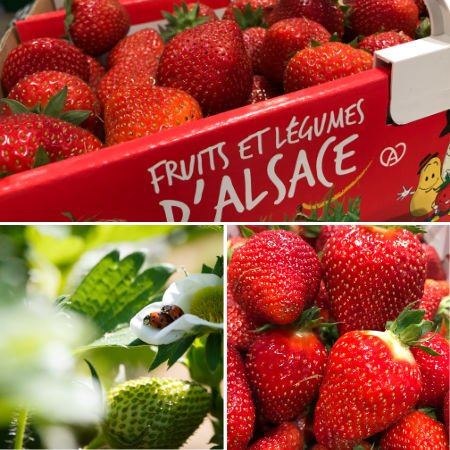 Fraises d'Alsace et fraises en fleur